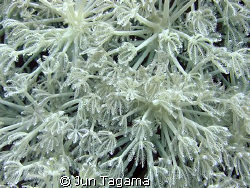 White white white, Waving Hand Coral (Anthelia sp.) by Jun Tagama 